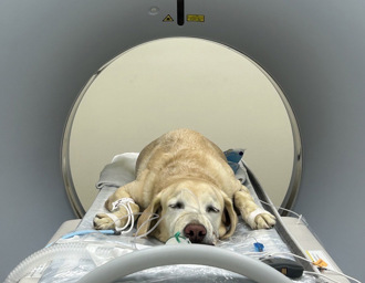 咬记者麦克风爆红！搜救犬Roger届龄退役当狗教官 喜提「百万礼物」