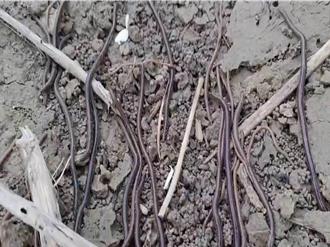 大地震前兆？彰化农田惊见蚯蚓大军 专家揭原因