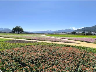 新社花海11／9迎宾！颱风过后更美丽 游客不容错过