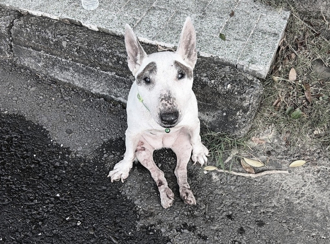 牛頭㹴遭車撞 下半身癱瘓獨坐路邊 遇「她」收養獲新生