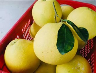 麻豆大白柚價格穩定 最大達4斤重 每顆100至200元