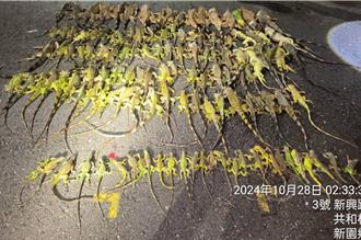 屏東縣府委外捉蛇疑廠商「灌水核銷」 技工、3廠商聲押獲准