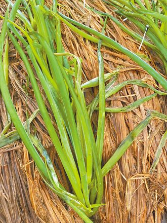 三星蔥每公斤790元 飆天價