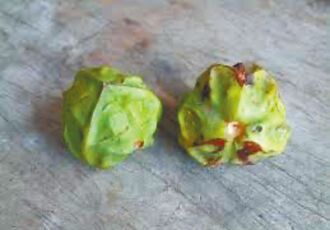 桃園 校內種油桐樹 4學童吃籽中毒