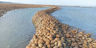 新屋 移工假日烤肉 蚵間石滬群遭殃