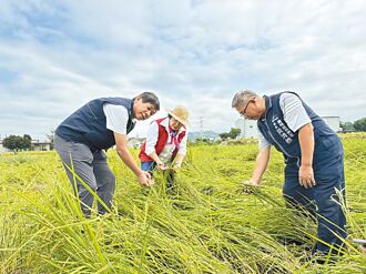 康芮吹倒霧峰香米 盼現金救助