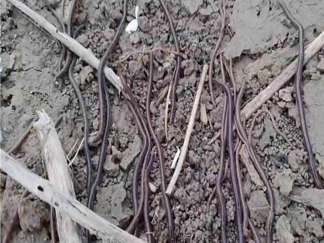 彰化市三村里的农民下田时惊见田埂爬满蚯蚓。（民眾提供／孙英哲彰化传真）