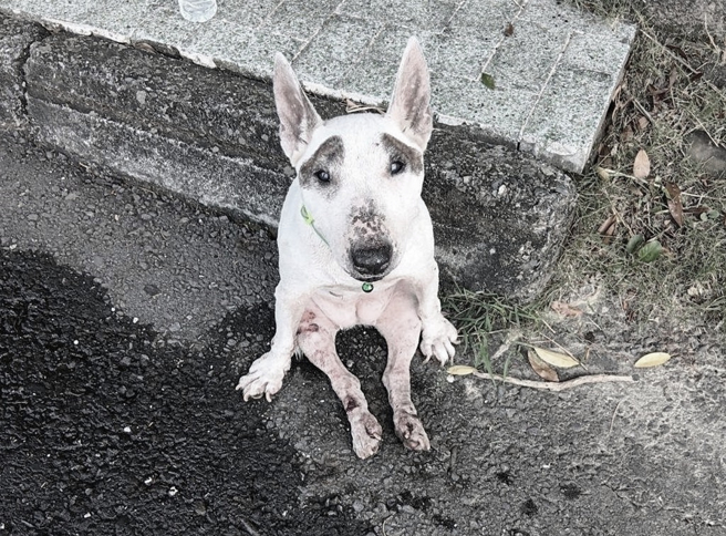 嘉義縣家畜疾病防治所10月救援一隻坐在路邊哭泣的牛頭㹴母犬，發現母狗遭車輛撞擊，下半身癱瘓，所幸已有愛媽收養牠。（嘉義縣家畜疾病防治所提供／呂妍庭嘉義傳真）