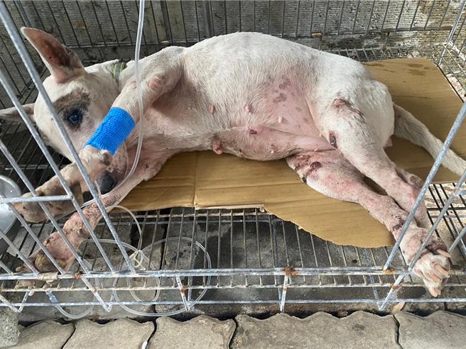 牛頭㹴因撞擊導致腰椎破裂突起壓迫、下半身癱瘓，經悉心照顧後，下半身已恢復部分知覺。（嘉義縣家畜疾病防治所提供／呂妍庭嘉義傳真）