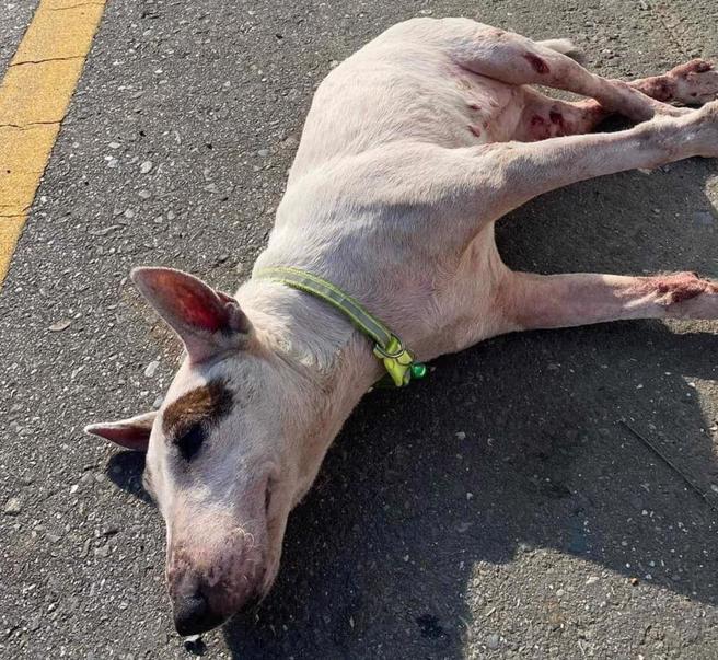 牛頭㹴母犬被發現時下半身已癱瘓。（嘉義縣家畜疾病防治所提供／呂妍庭嘉義傳真）