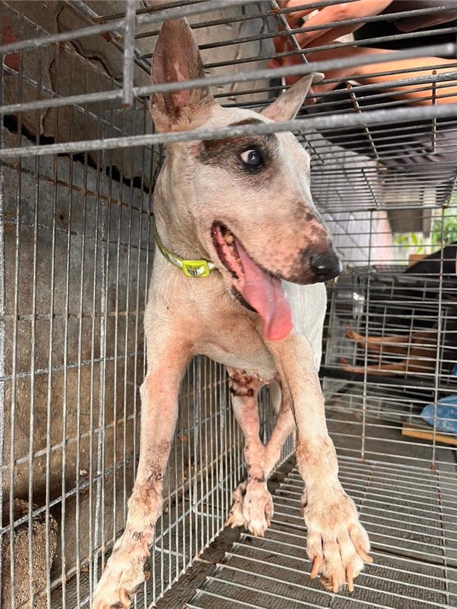 牛頭㹴母犬經悉心照顧後，下半身已恢復部分知覺，但仍需人工排糞。（嘉義縣家畜疾病防治所提供／呂妍庭嘉義傳真）