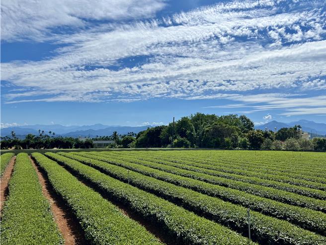 南投縣員簡千翔6日質詢，指南投縣的水資源提供雲林縣、彰化縣用水，八卦山旱灌計畫卻只有乾涸的蓄水池沒施設管線，茶農得自掏腰包買水。（楊靜茹攝）