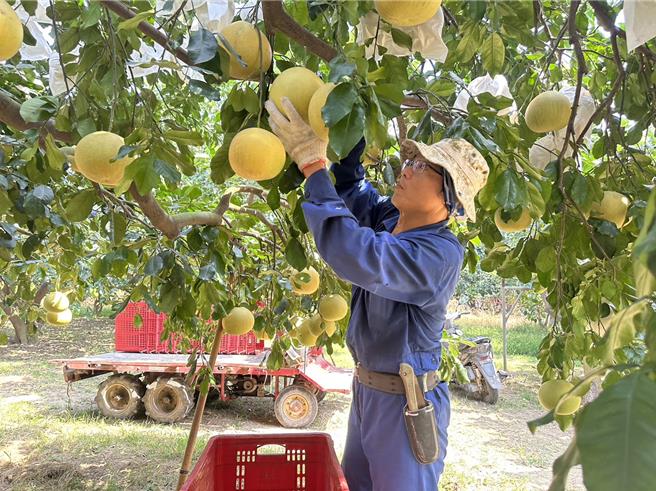 麻豆大白柚進入採收尾聲，今年品質佳，價格穩定。（李佳翰提供／寶智華台南傳真）