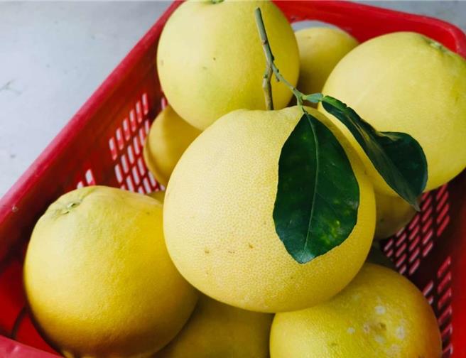 麻豆大白柚甜而多汁，每年都吸引熟客大量預訂。（李佳翰提供／寶智華台南傳真）