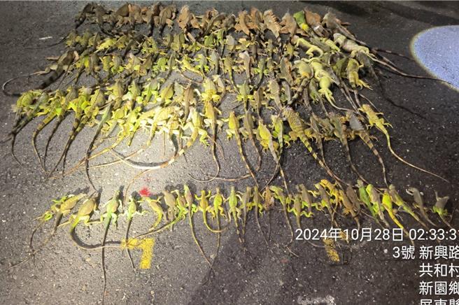 屏東縣綠鬣蜥泛濫，縣府委外廠商疑灌水核銷。（資料畫面）