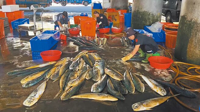 鬼头刀是台东县成功镇新港渔民重要经济来源，近日大丰收，渔民乐开怀。（蔡旻妤摄）