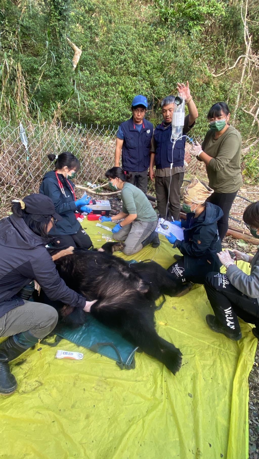 養雞場當自家廚房   花蓮台灣黑熊闖5雞場吞400隻雞今落網