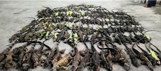 尷尬！「綠鬣蜥獵人」全被抓了 屏議員憂：現在誰做