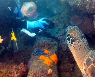 2綠蠵龜「Longstay」基隆潮境 專家曝背後原因