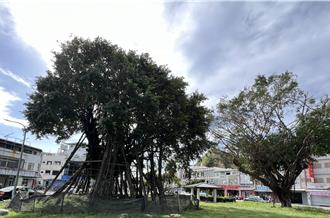 不畏康芮強風吹襲 台東4棵老樹持續屹立