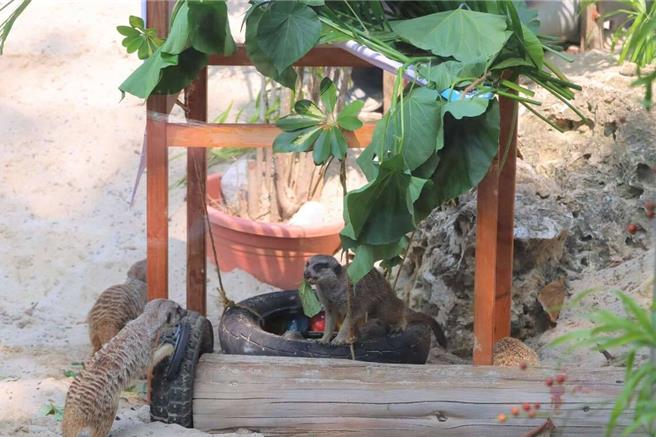 展場內的動物行為豐富化道具也是使用環保及自然素材改造而成。（高市觀光局提供）