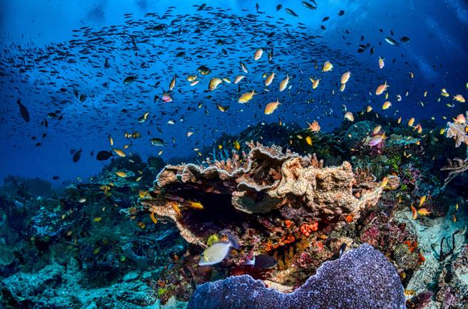 菲律賓八打雁省及東帝汶阿陶羅島，為了保護海洋豐富生物多樣性，與保護國際組織攜手建立海洋保護區，如今獲得的好處遠超越想像。(圖片來源/Pexels)