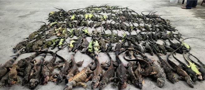 屏東縣政府委外捕蜂捉蛇、綠鬣蜥業務，卻驚爆廠商疑似「灌水核銷」，蔡等3名廠商及農業處1名蘇姓技工遭羈押禁見。（屏縣府提供／謝佳潾屏東傳真）