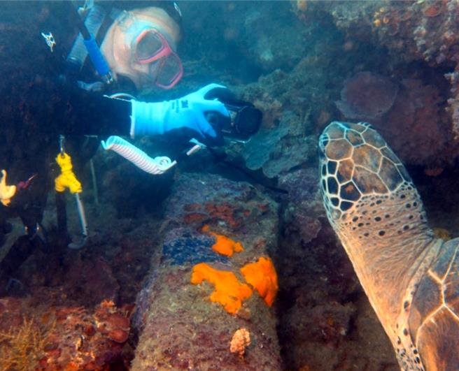 位於基隆市的「望海巷潮境海灣資源保育區」保育有成，近3年來有超過15隻海龜已長期定居在保育區，圖為綠蠵龜「大乖」。（潛水教練貝克漢提供／徐佑昇基隆傳真）