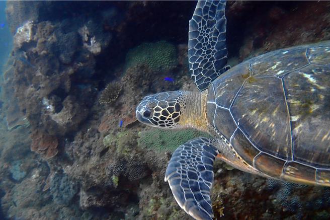 位於基隆市的「望海巷潮境海灣資源保育區」保育有成，近3年來有超過15隻海龜已長期定居在保育區，圖為綠蠵龜「大乖」。（潛水教練貝克漢提供／徐佑昇基隆傳真）