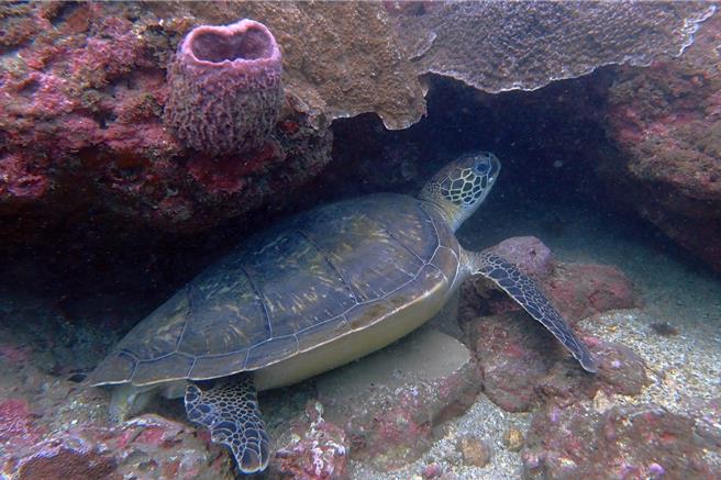 位於基隆市的「望海巷潮境海灣資源保育區」保育有成，近3年來有超過15隻海龜已長期定居在保育區，圖為綠蠵龜「小乖」。（潛水教練貝克漢提供／徐佑昇基隆傳真）