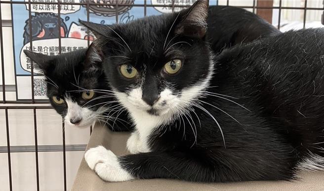 曾犯下多起动物虐待案件的27岁赵姓男子，近似遭网友发现疑似又再四处领养猫。（示意图／新北动保处提供）