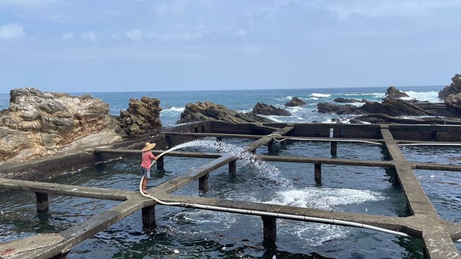 养殖示意图（图/新北市政府提供）