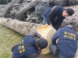 宜蘭盜伐嚴重   警「拓模」紅檜切面逮2山老鼠