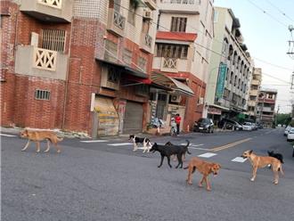 嘉市「浪浪大军」失控！妇遭攻击骨折 议员促加强TNVR