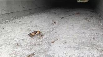 台26線陸蟹廊道3.0成功 環團盼車城福安橋再跟進