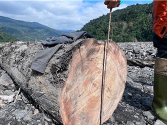 蘭陽溪床珍貴紅檜遭盜伐！保七警拓模追出「2隻山老鼠」