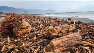 花蓮海岸堆滿漂流木如何管？ 林業署：屬地主義請農業處加速辨識