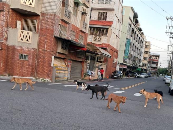 嘉義市議員郭定緯憂心市區常見浪浪大軍，成街頭危機因子。（郭定緯提供／廖素慧嘉市傳真）