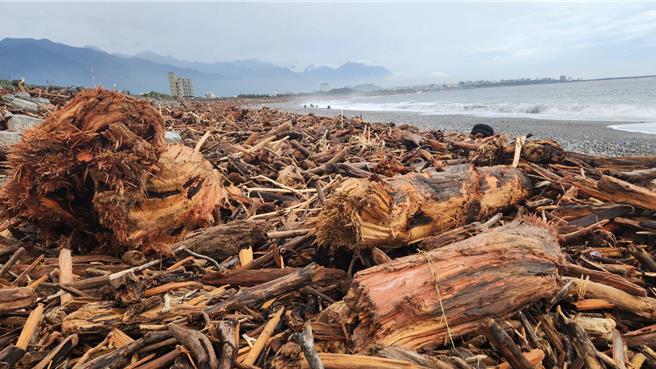 颱風過後花蓮海岸可見大量漂流木，圖為化仁海堤。（林業暨自然保育署花蓮分署提供／王志偉花蓮傳真）