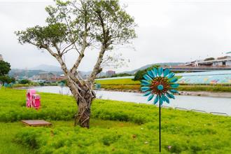 康芮辣手摧花！关渡花海仅绽放5成 期待阳光助花復甦