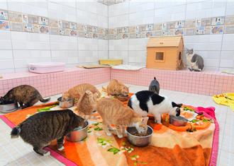 营养品未贴中文标示害猫严重腹泻 代理商对话泄底判赔