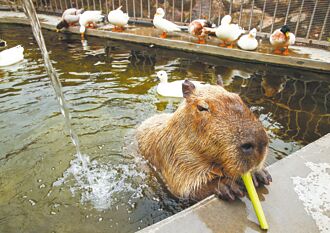 飯店打萌寵牌 親子客捧場