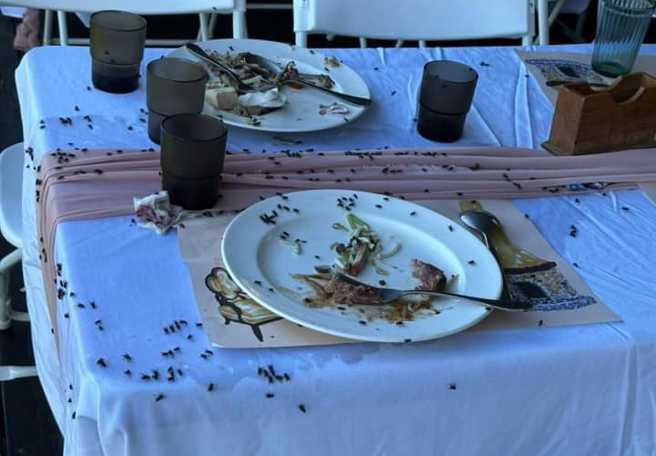 网友控诉，亲姊姊的婚宴被苍蝇大军「攻陷」。（图／翻摄自脸书「爆料公社」）