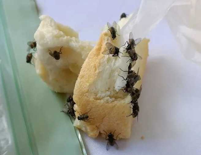 网友控诉，亲姊姊的婚宴被苍蝇大军「攻陷」。（图／翻摄自脸书「爆料公社」）