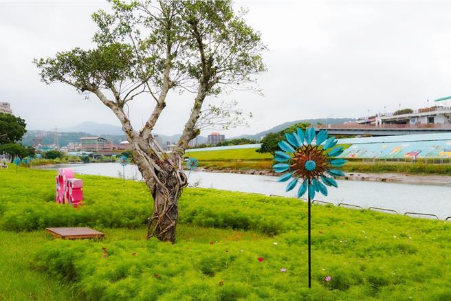 大波斯菊目前零星开花。(台北市工务局提供)