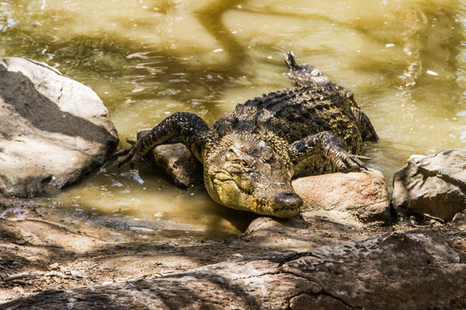 嘉义县一名55岁许姓男子在凯米颱风袭台期间，竟在脸书上发布一则「鱷鱼出没」的照片。（示意图：shutterstock／达志）