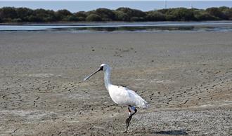 時速高達85公里！黑面琵鷺N83搭山陀兒順風車回台過冬