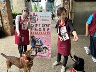 1111光棍節 新北動保處辦1＋1犬貓認養會