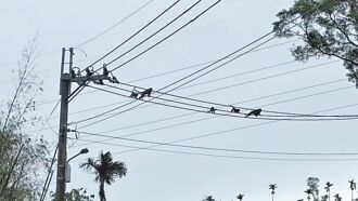 鹿野 樹倒猴群回山區 農民因禍得福