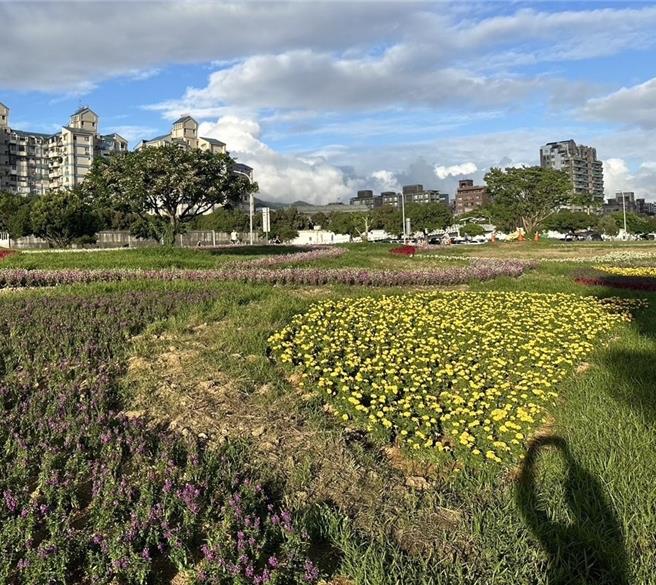 台北市水利處10月27日公布大直美堤河濱公園花海登場，但民眾抱怨，整體效果與去年相比大為失色，不僅花朵稀疏，甚至出現雜草和未修剪整齊的草地，如同「狗啃過」。（台北市議員王欣儀提供／劉彥宜台北傳真）